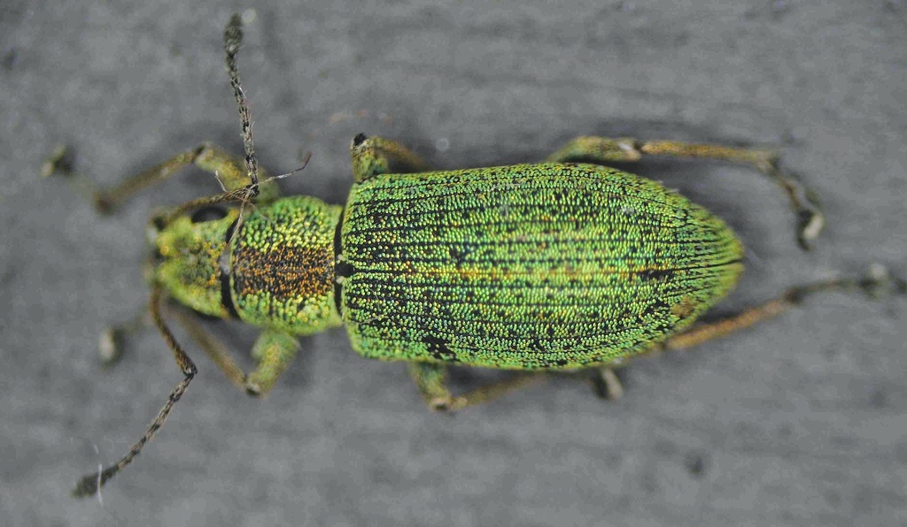 Myllocerus lineatocollis