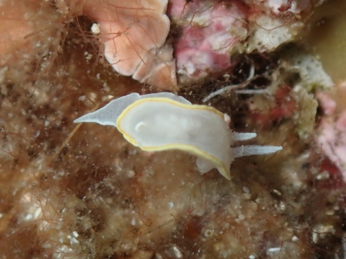 Diaphorodoris alba
