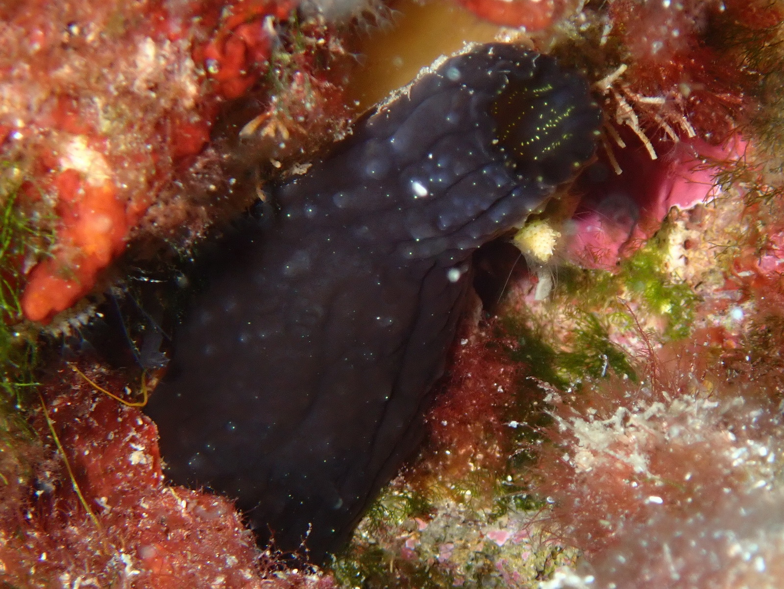 Phallusia fumigata (Grube, 1864)