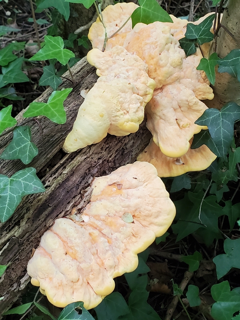 Laetiporus sulphureus · May 2026 · photo: © jstraka (iNaturalist, cc-by)