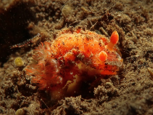 Hexabranchus lacer