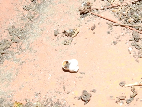 Pomatias elegans