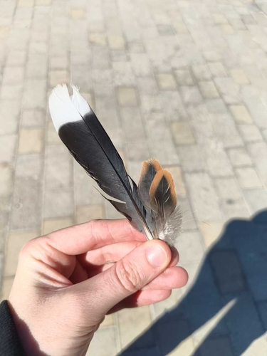 Plume de Tourterelle des bois