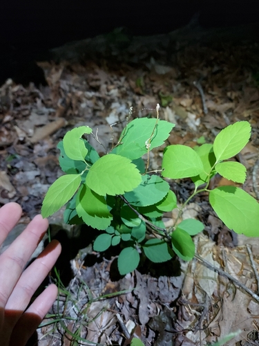 Spiraea corymbosa, photograph 5