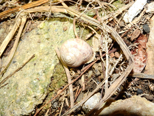 Eobania vermiculata