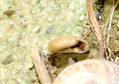 Oxychilus draparnaudi