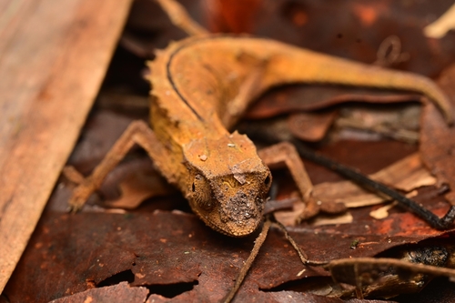 Marojejy Leaf Chameleon