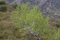 Populus brandegeei