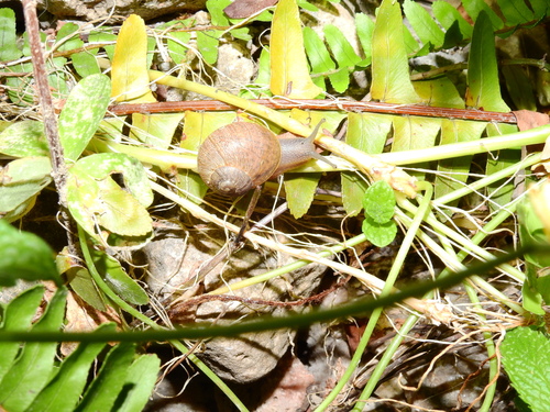 Cornu aspersum