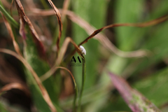 Insecta
