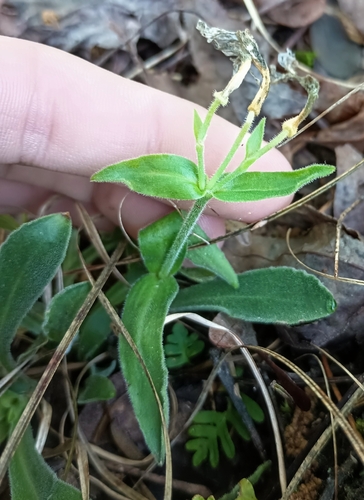 Silene caroliniana, photograph 4