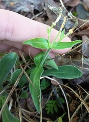 Silene caroliniana, photograph (c) Raven Dandridge, some rights reserved (CC BY)
