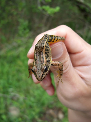 Lithobates palustris