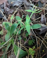 Silene caroliniana, photograph (c) Raven Dandridge, some rights reserved (CC BY)