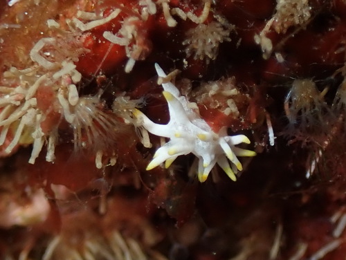 Goniodoridella picoensis