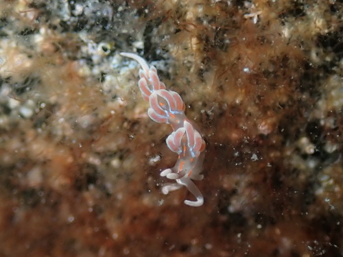 Facelina rubrovittata