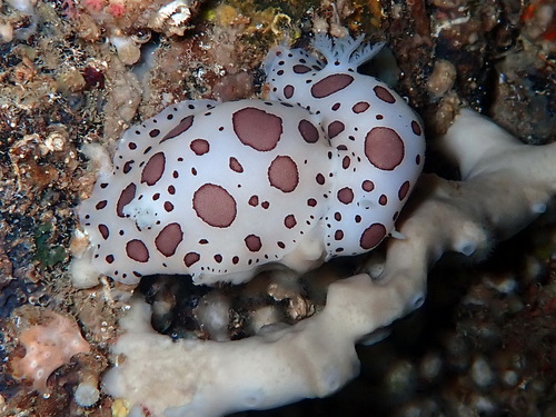 Peltodoris atromaculata