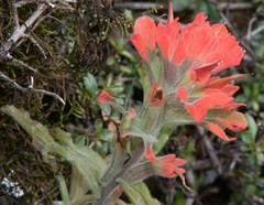 Castilleja martini martini