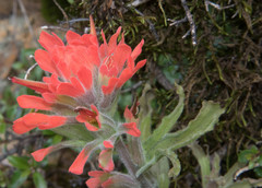 Castilleja martini martini