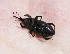 Scyphophorus yuccae