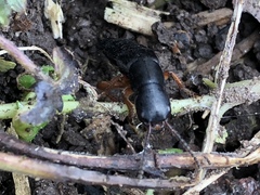 Dinothenarus badipes