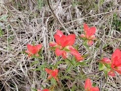 Castilleja indivisa