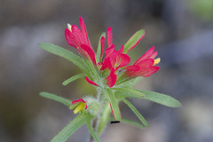 Castilleja bryantii