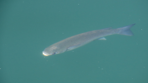 Chelon labrosus