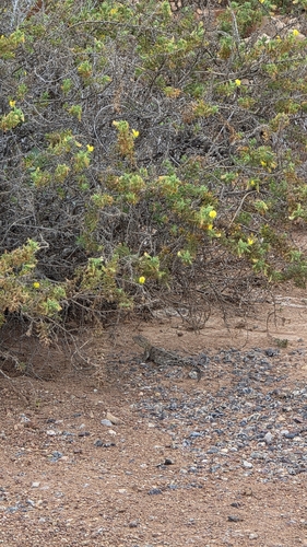 Bibron's Agama