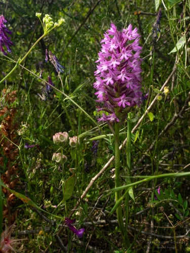 pyramidal orchid