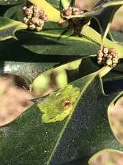 Phytomyza ilicis group