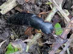 Dinothenarus badipes