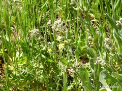 Cynoglossum cheirifolium