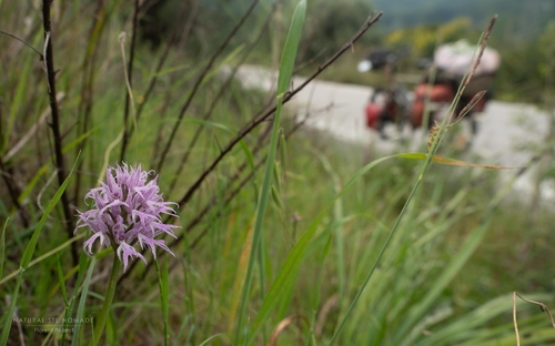 Naked-man Orchid