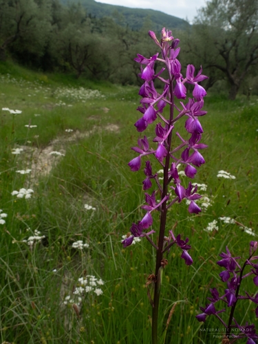 Loose-flowered Orchid