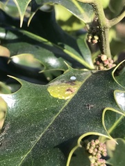 Phytomyza ilicis group