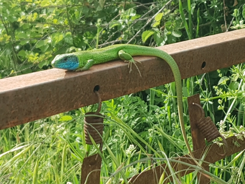 Green Lizard