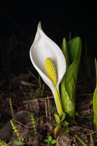 Lysichiton camtschatcensis