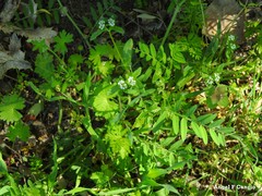 Valerianella microcarpa