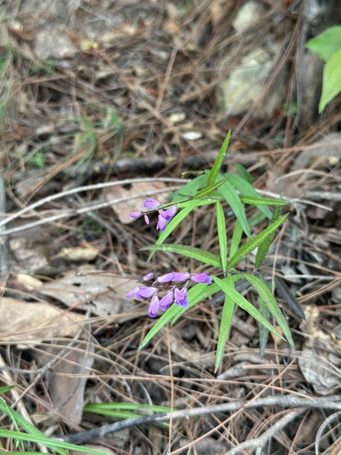 Hong Kong Milkwort