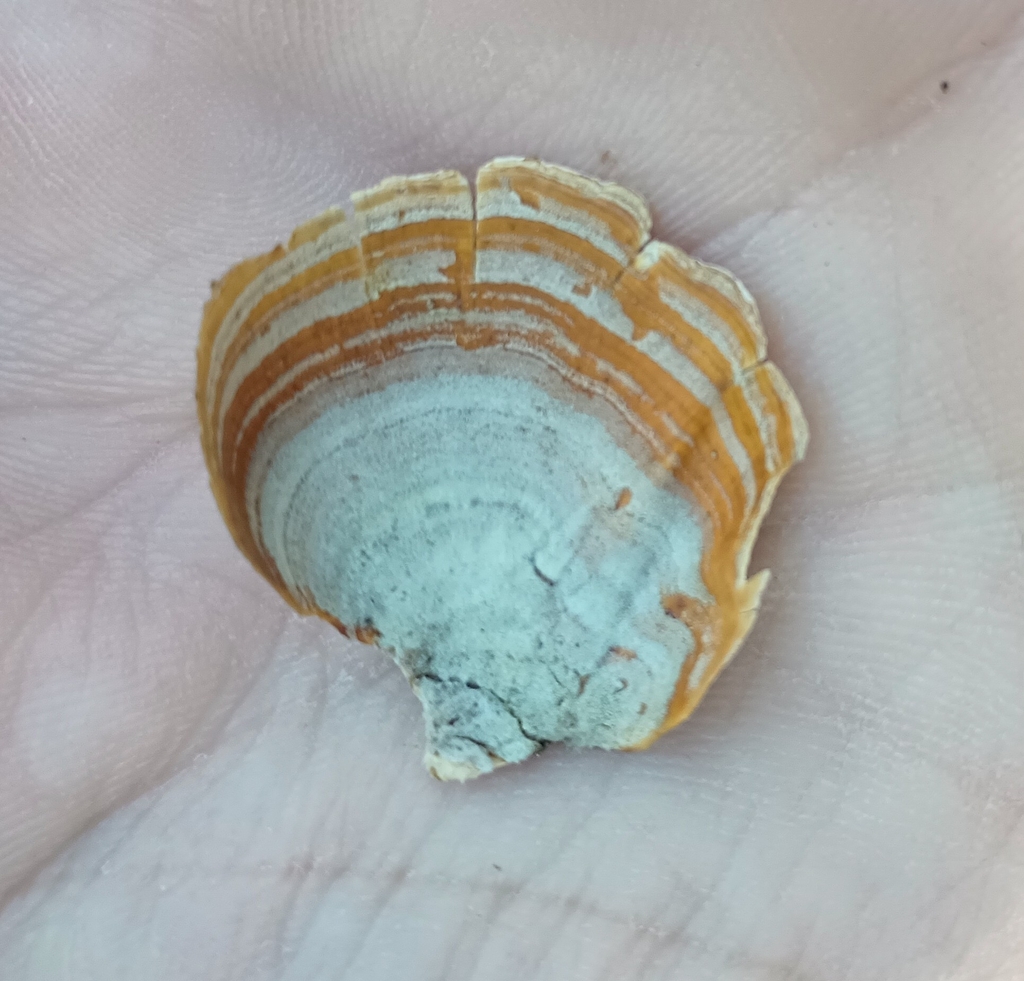 False Turkeytail · May 2026 · photo: Photo: (c) Raven Dandridge, some rights reserved (CC BY) · iNaturalist