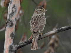 Cassin's Sparrow photo 3