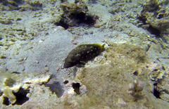 Epinephelus adscensionis