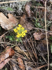 Alyssum montanum gmelinii