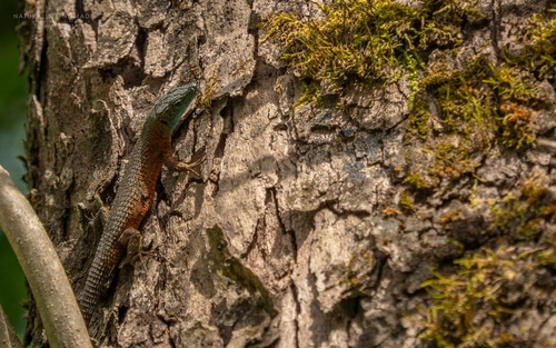 Blue-throated Keeled Lizard