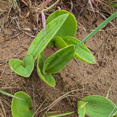 Eriospermum cooperi natalense