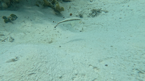 Upeneus tragula