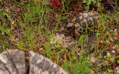 Boettger's Tortoise