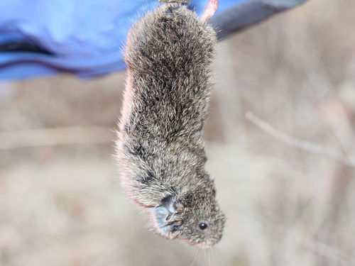 Prairie Vole