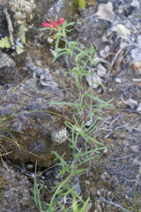 Castilleja bryantii